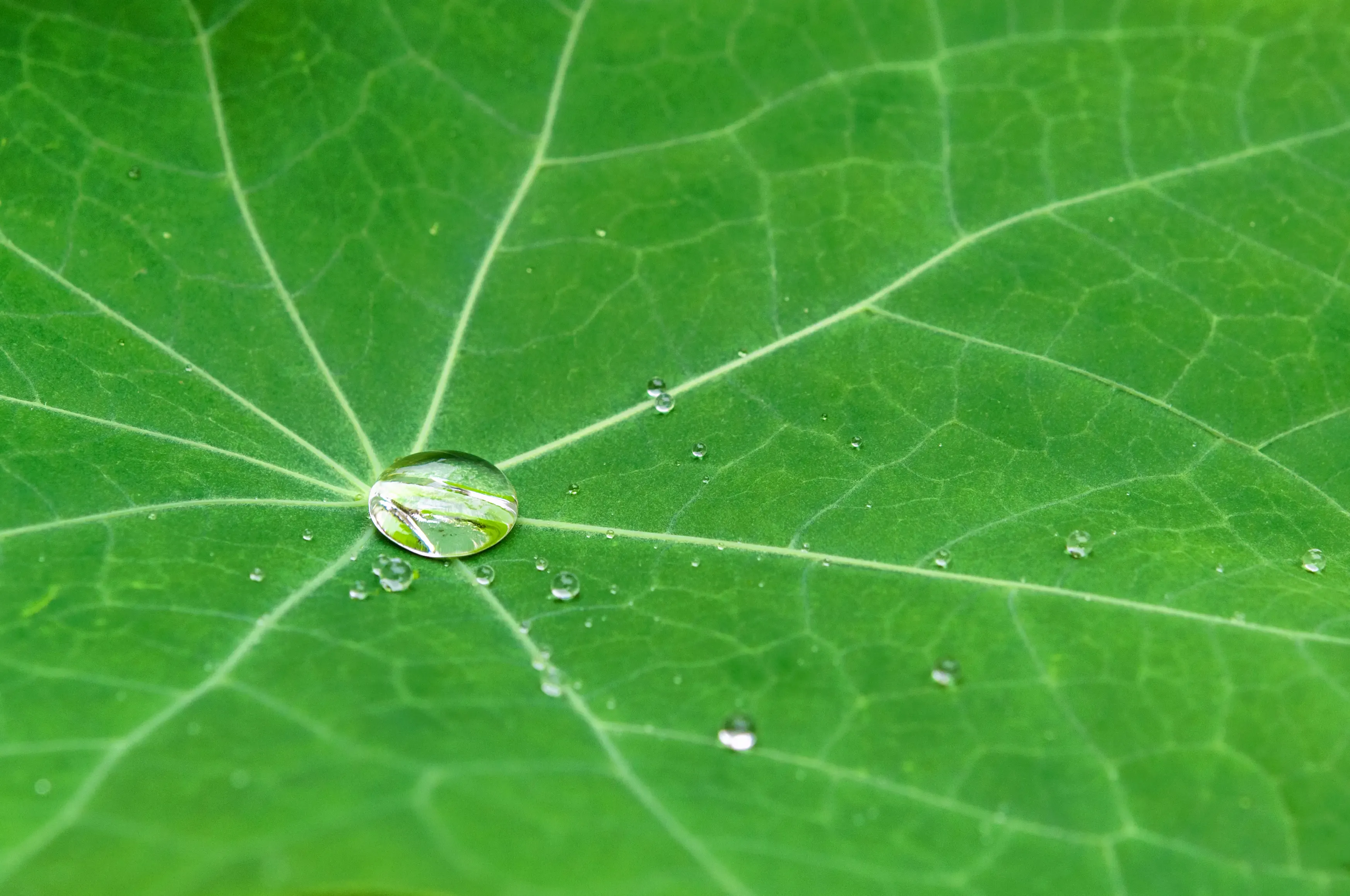 Gota de agua que resbala por una hoja