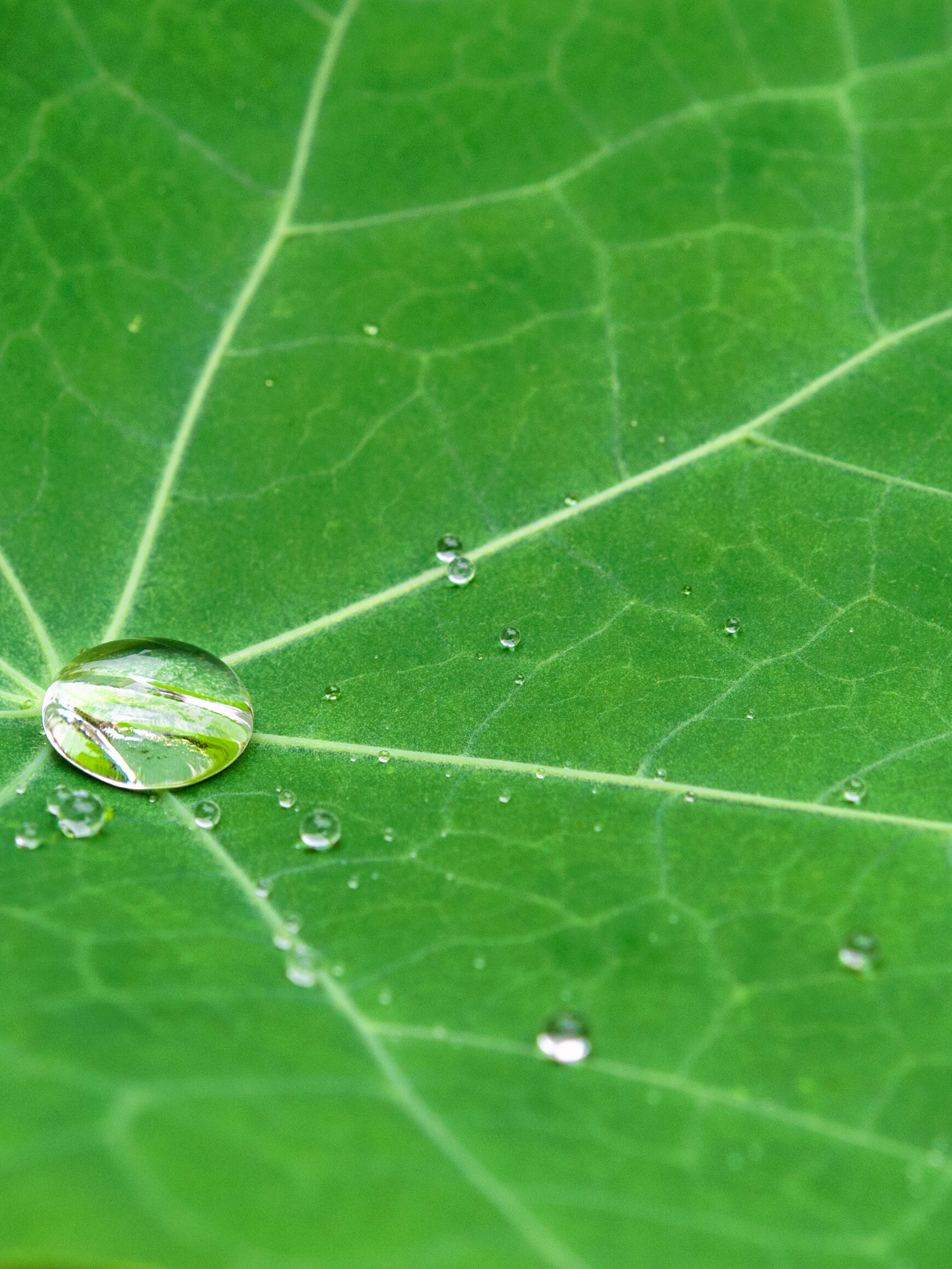 Gota de agua que resbala por una hoja