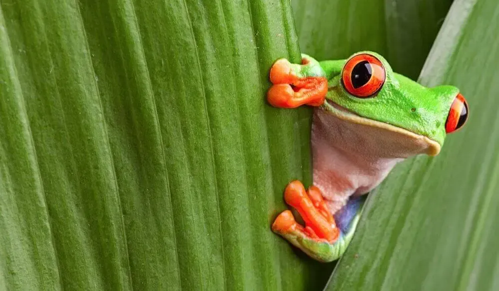 Rana verde que se esconde detrás de una hoja